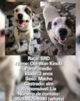Obi 