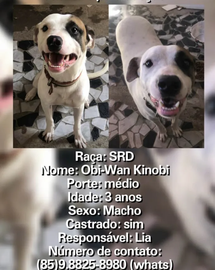 Cachorro raça SRD-ViraLata idade 3 anos nome Obi 