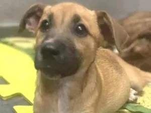 Cachorro raça Srd idade 7 a 11 meses nome Sophia