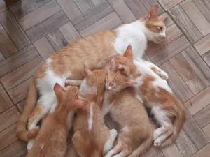 Gato raça SRD-ViraLata idade 2 a 6 meses nome 2 gatos Machos