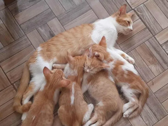 Gato ra a SRD-ViraLata idade 2 a 6 meses nome 2 gatos Machos