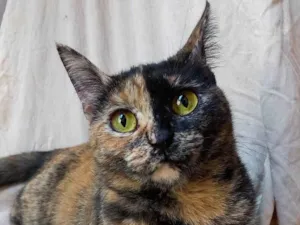 Gato raça SRD-ViraLata idade 1 ano nome  Brisa