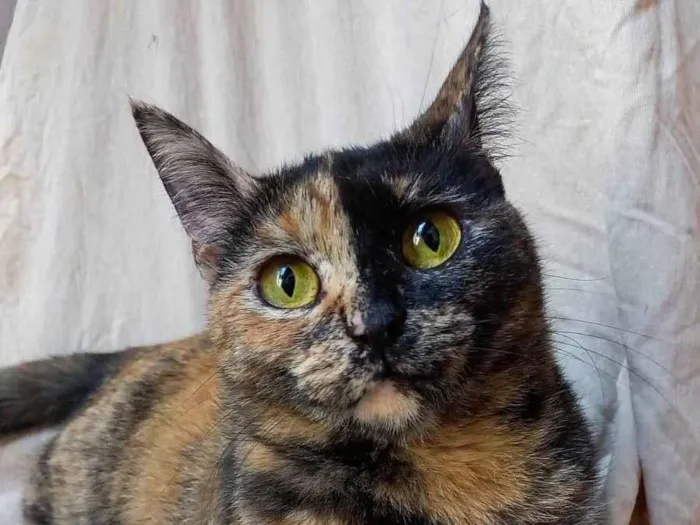 Gato ra a SRD-ViraLata idade 1 ano nome  Brisa