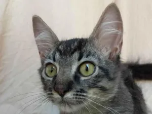 Gato raça SRD-ViraLata idade 2 a 6 meses nome Xuxu