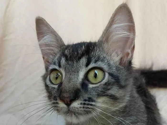 Gato ra a SRD-ViraLata idade 2 a 6 meses nome Xuxu