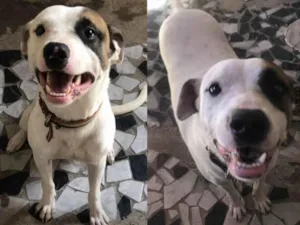 Cachorro raça SRD-ViraLata idade 3 anos nome Obi 