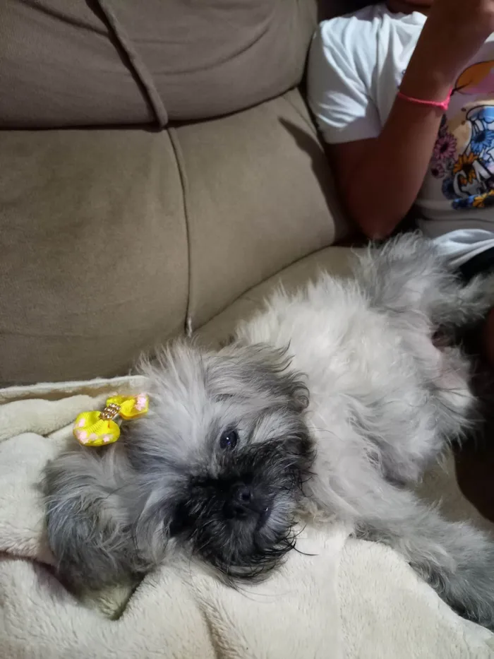 Cachorro ra a Shitzu idade 2 a 6 meses nome Luna