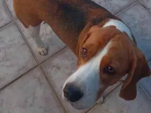 Cachorro raça Beagle idade 3 anos nome Floid