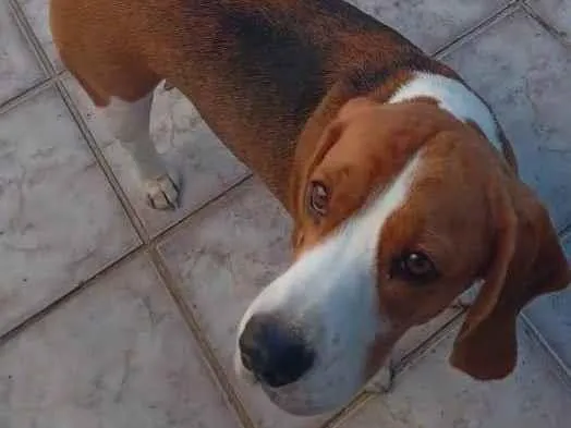Cachorro ra a Beagle idade 3 anos nome Floid