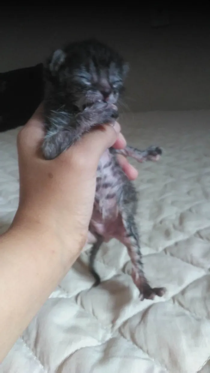 Gato raça Toyger idade Abaixo de 2 meses nome Moly