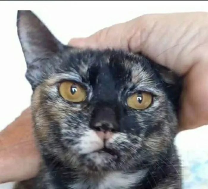 Gato ra a srd escaminha  idade 1 ano nome LUÍSA