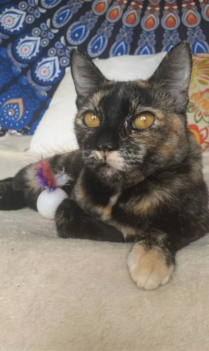 Gato ra a srd escaminha  idade 1 ano nome LUÍSA