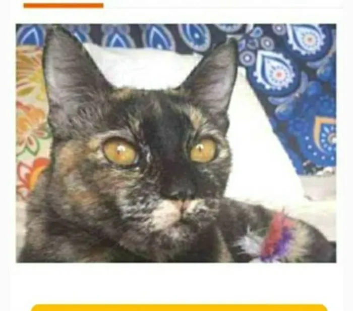 Gato ra a srd escaminha  idade 1 ano nome LUÍSA