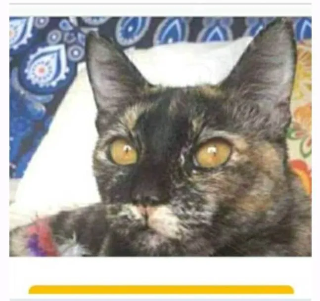 Gato ra a srd escaminha  idade 1 ano nome LUÍSA