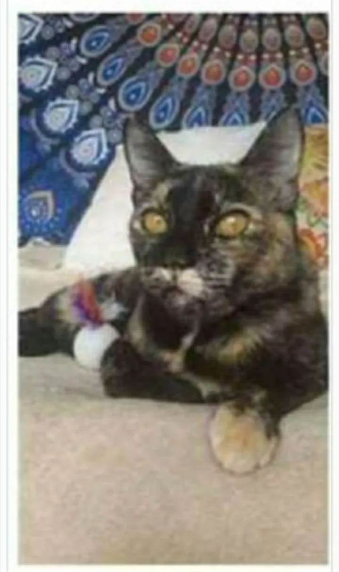 Gato ra a srd escaminha  idade 1 ano nome LUÍSA