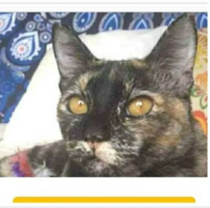 Gato ra a srd escaminha  idade 1 ano nome LUÍSA