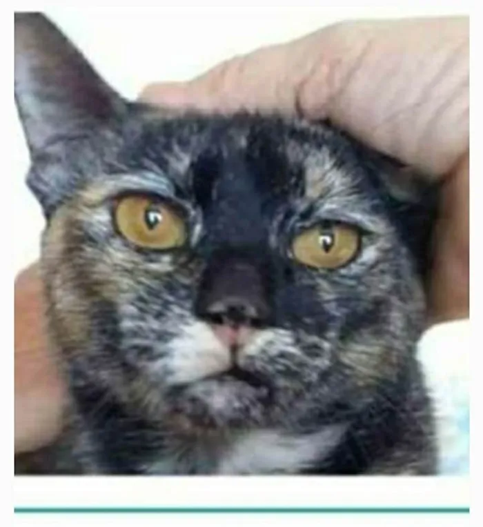 Gato ra a srd escaminha  idade 1 ano nome LUÍSA