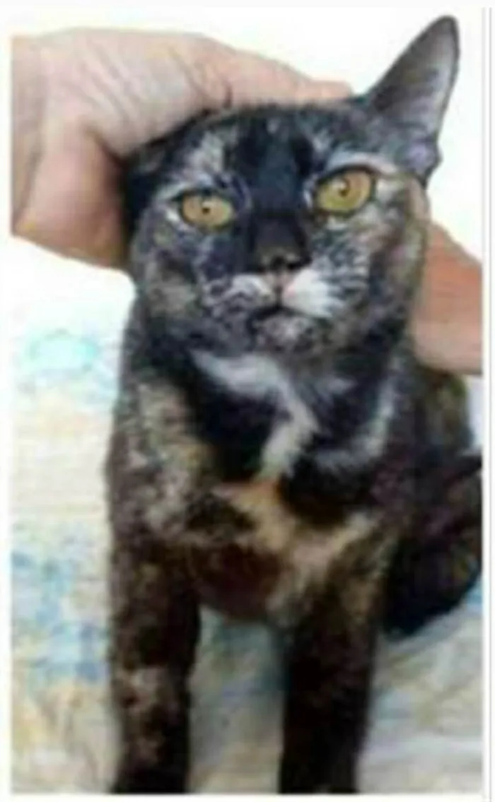 Gato ra a srd escaminha  idade 1 ano nome LUÍSA