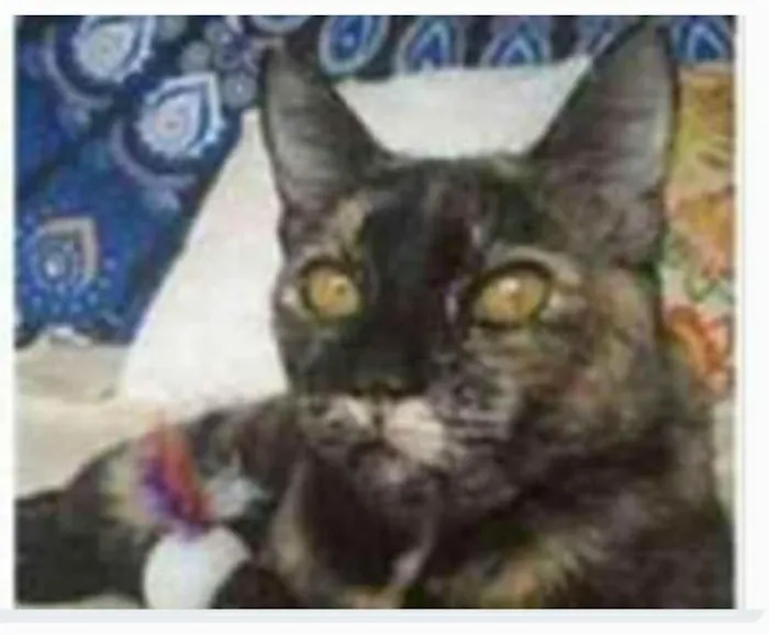 Gato ra a srd escaminha  idade 1 ano nome LUÍSA