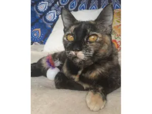 Gato raça srd escaminha  idade 1 ano nome LUÍSA