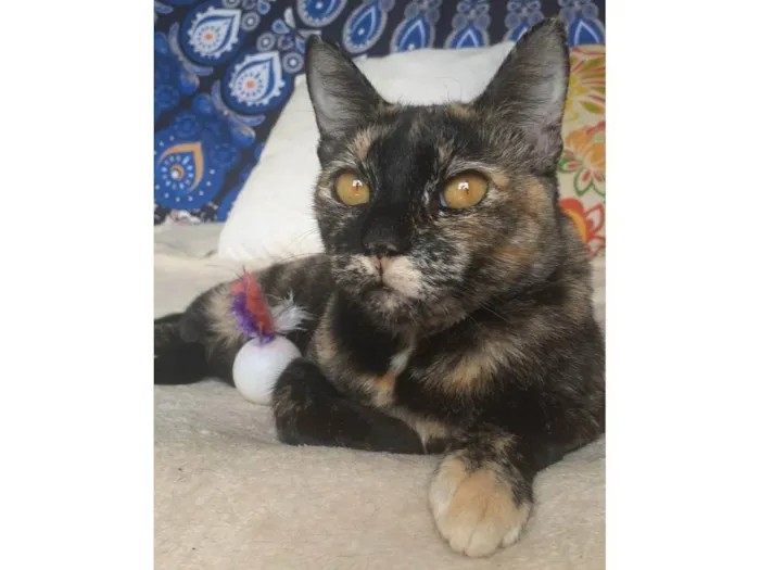 Gato ra a srd escaminha  idade 1 ano nome LUÍSA