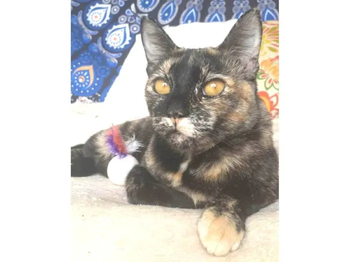 Gato ra a srd escaminha  idade 1 ano nome LUÍSA