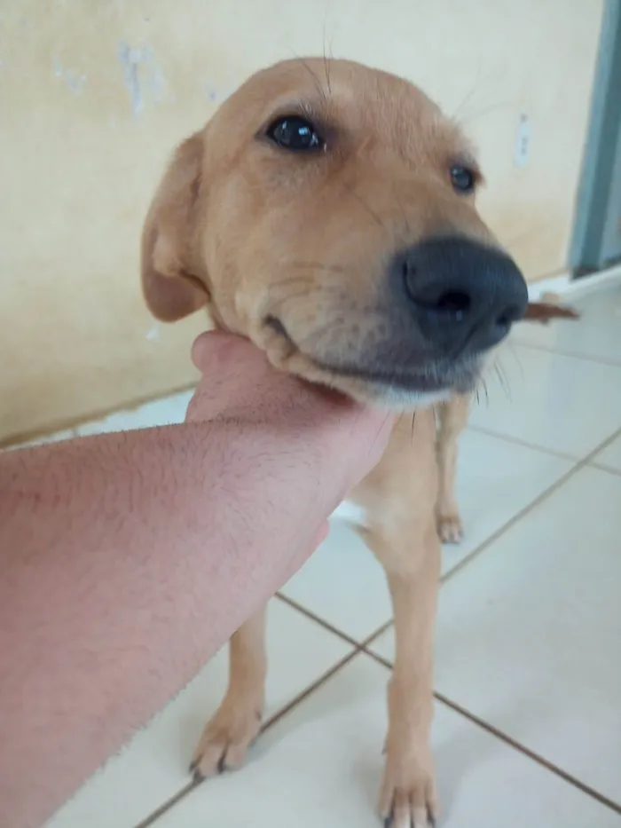 Cachorro ra a Labrador idade Abaixo de 2 meses nome Pandora 