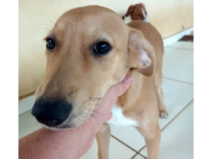 Cachorro ra a Labrador idade Abaixo de 2 meses nome Pandora 