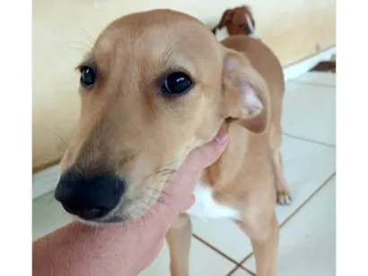 Cachorro raça Labrador idade Abaixo de 2 meses nome Pandora 