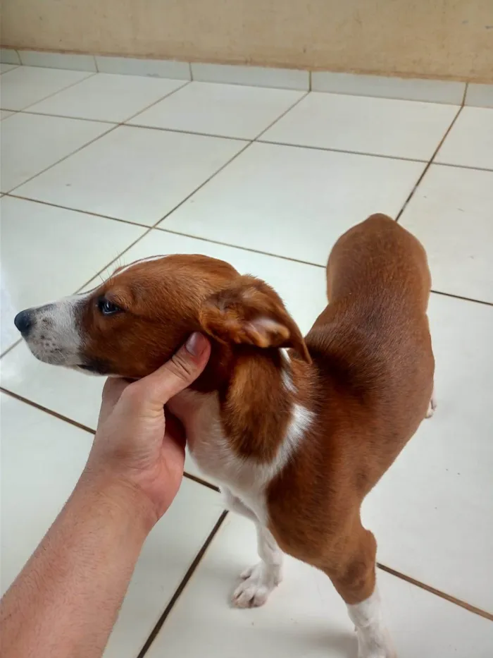 Cachorro ra a SRD-ViraLata idade Abaixo de 2 meses nome Duquesa 