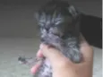 Moly