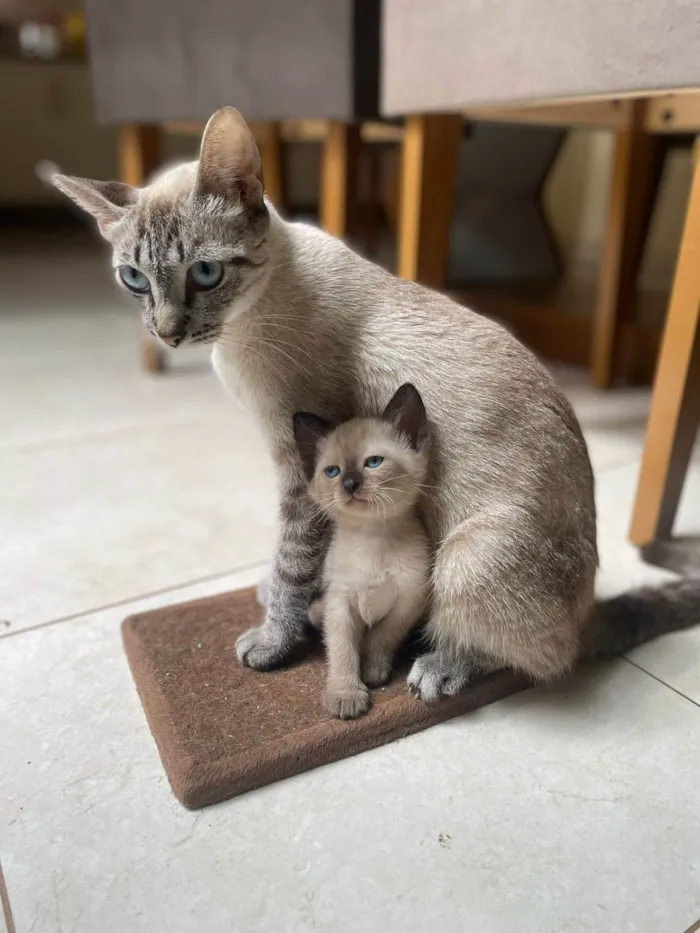 Gato ra a srd/siamês/rajado idade Abaixo de 2 meses nome Escolha-macho