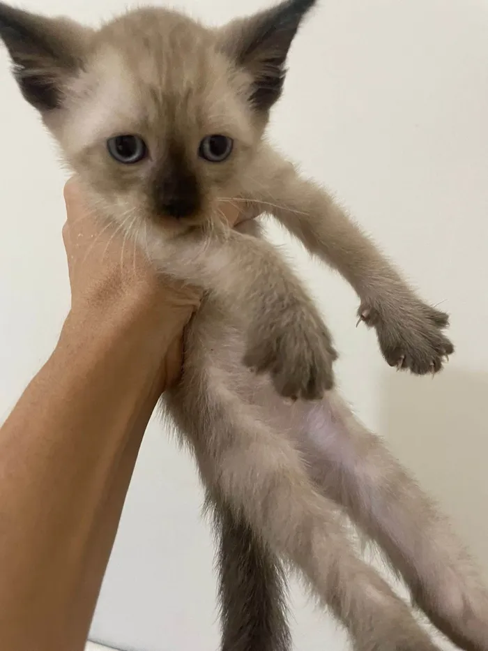 Gato ra a srd/siamês/rajado idade Abaixo de 2 meses nome Escolha-macho