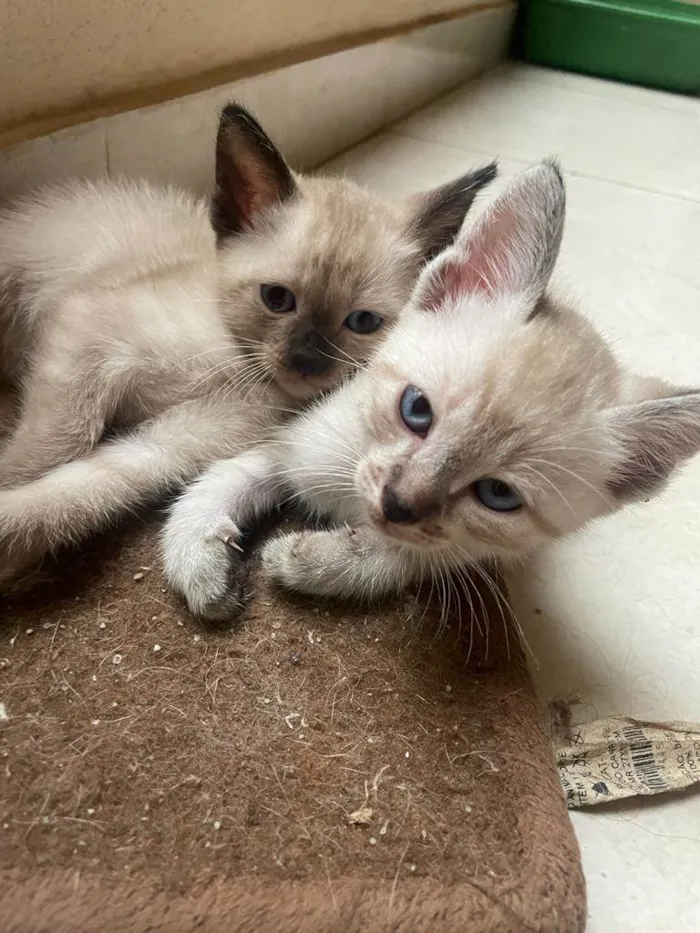 Gato ra a srd/siamês/rajado idade Abaixo de 2 meses nome Escolha-macho