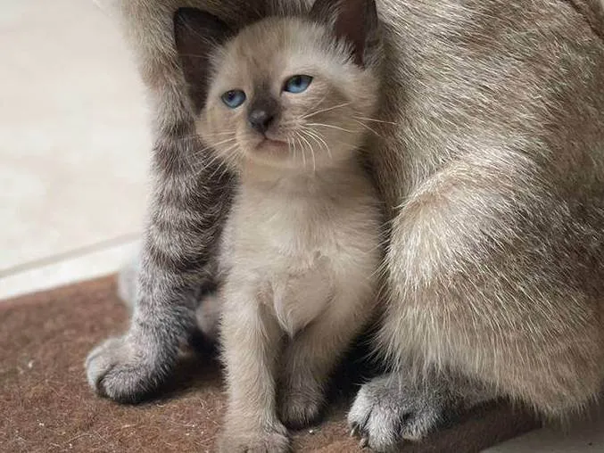 Gato ra a srd/siamês/rajado idade Abaixo de 2 meses nome Escolha-macho