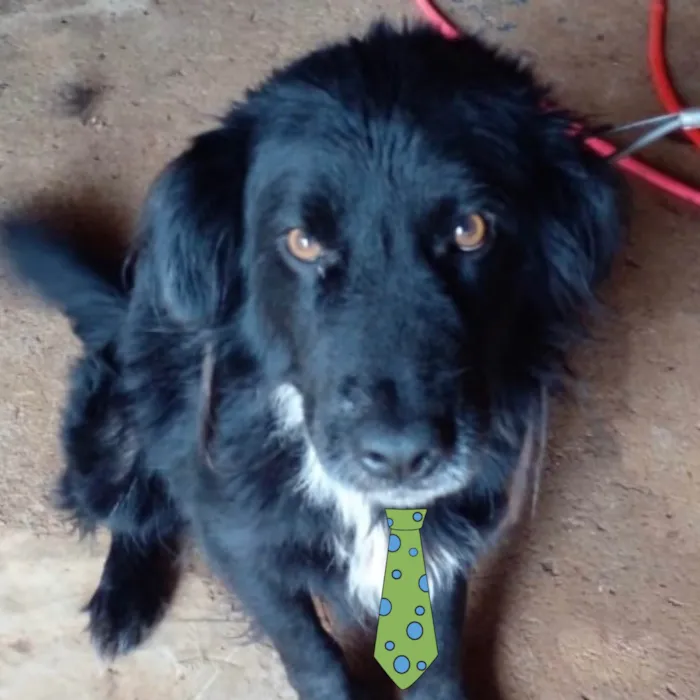 Cachorro ra a Mestico  idade 1 ano nome Faísca 