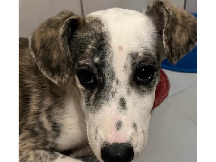 Cachorro raça SRD-ViraLata idade 2 a 6 meses nome Fany