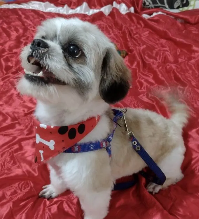 Cachorro ra a Shitzu  idade 1 ano nome Nino 