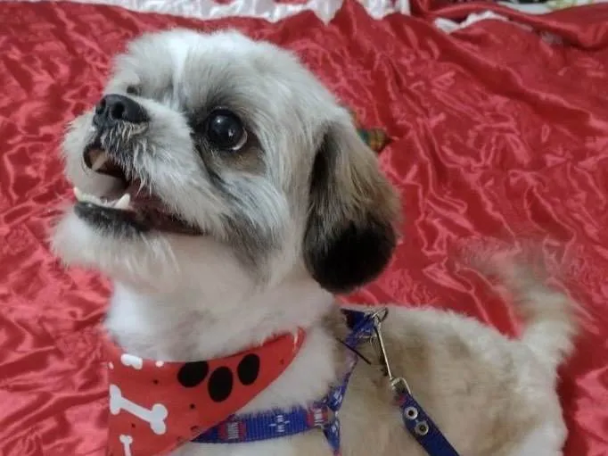 Cachorro ra a Shitzu  idade 1 ano nome Nino 