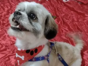 Cachorro raça Shitzu  idade 1 ano nome Nino 