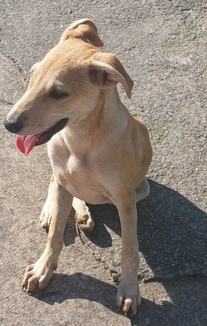 Cachorro raça SRD-ViraLata idade 2 a 6 meses nome Sem nome