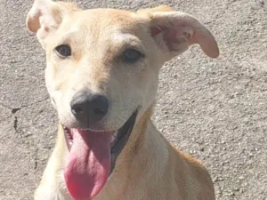 Cachorro raça SRD-ViraLata idade 2 a 6 meses nome Sem nome