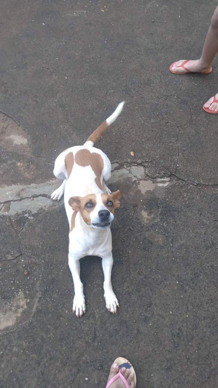 Cachorro ra a Vira lata  idade 4 anos nome Alice