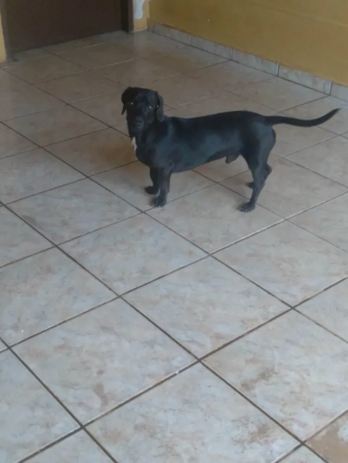 Cachorro ra a Basset-Cofap idade 7 a 11 meses nome Max