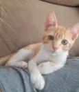 ANTÔNIO