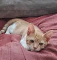 ANTÔNIO