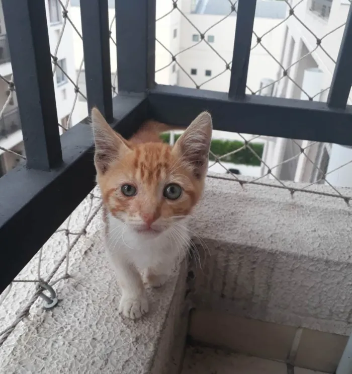 Gato ra a SRD idade 2 a 6 meses nome ANTÔNIO
