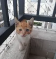 ANTÔNIO