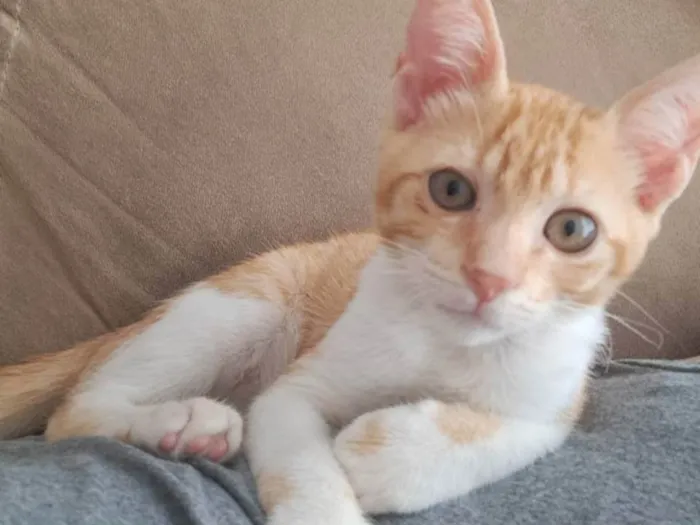 Gato ra a SRD idade 2 a 6 meses nome ANTÔNIO