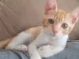 ANTÔNIO